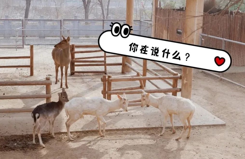 王城公园动物园要搬迁？官方回复...
