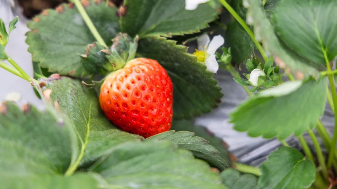 2022年第一颗草莓，甜蜜值13.2！