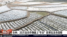 桂林这个地方20万亩农作物“穿衣戴帽”，应对霜冻有一套