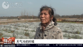 桂林这个地方20万亩农作物“穿衣戴帽”，应对霜冻有一套