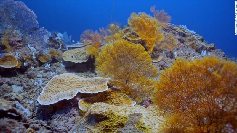 南太平洋大溪地发现世界最大原始珊瑚礁，科学家惊叹难以置信