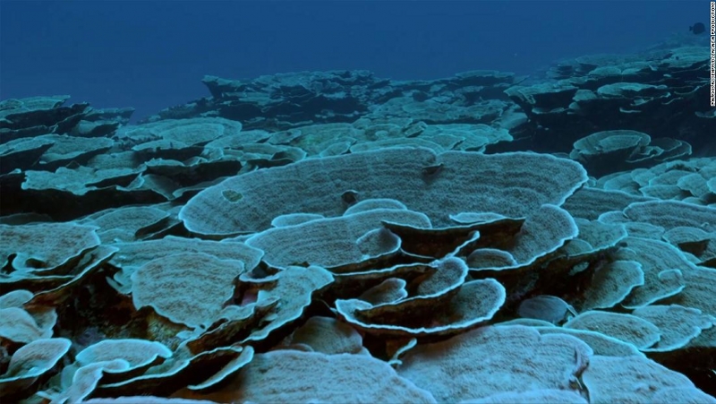 南太平洋大溪地发现世界最大原始珊瑚礁，科学家惊叹难以置信
