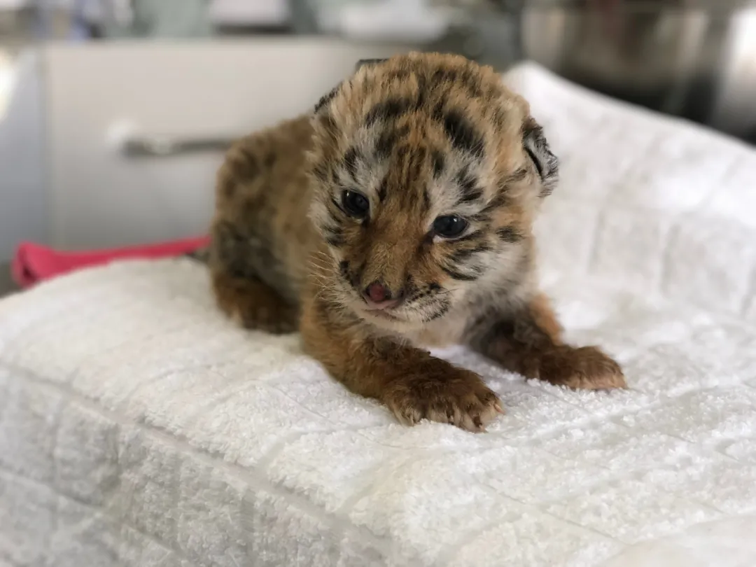 小虎仔宝宝照刚出生的小老虎体重只有500-800g,在虎妈和饲养员奶爸的