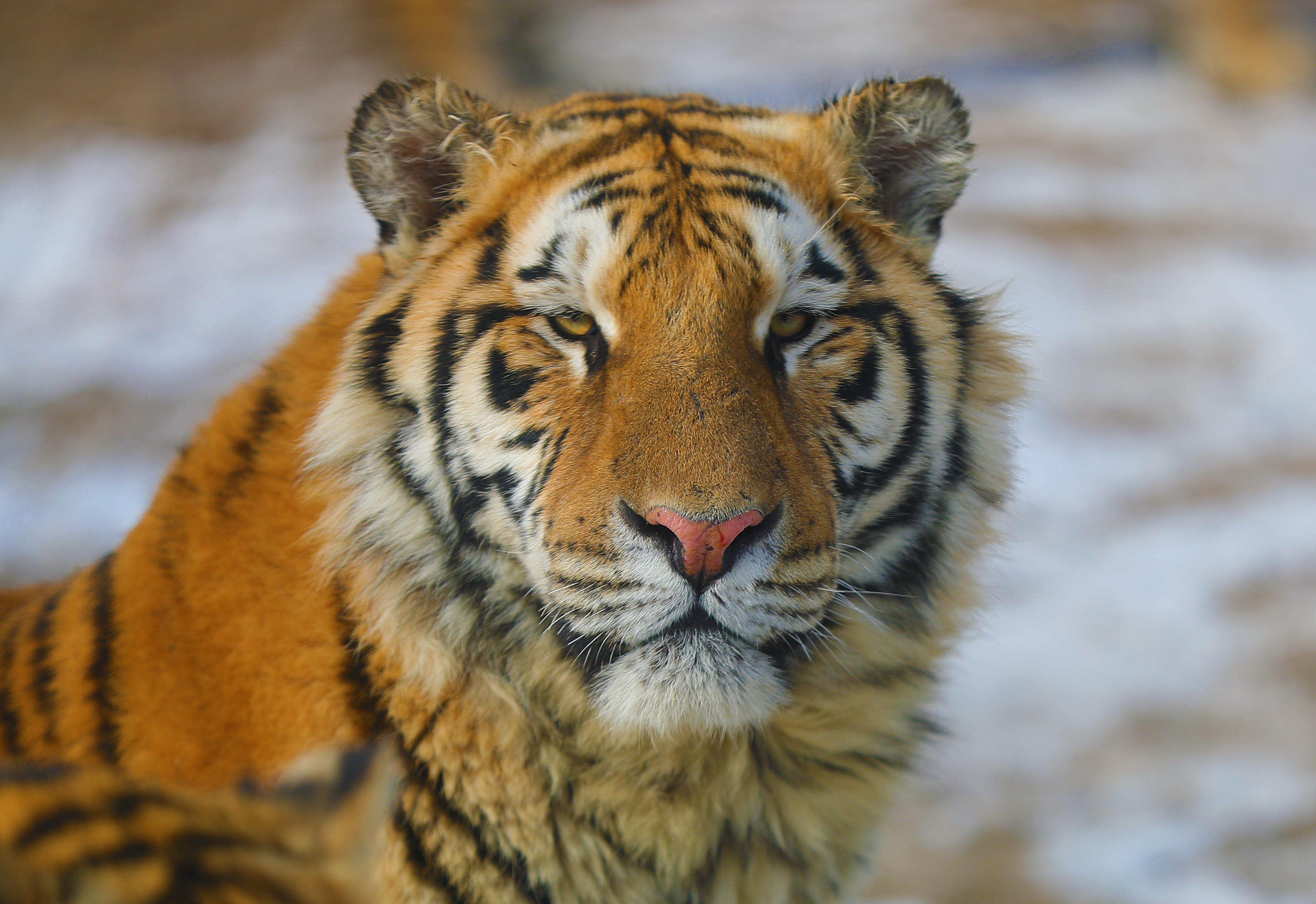 虎年将至 虎园看虎