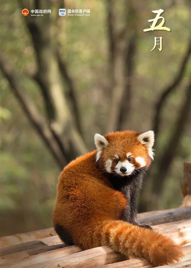 礼物正在派送图（你的礼物正在派送）