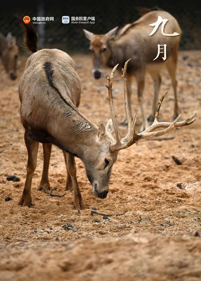 礼物正在派送图（你的礼物正在派送）