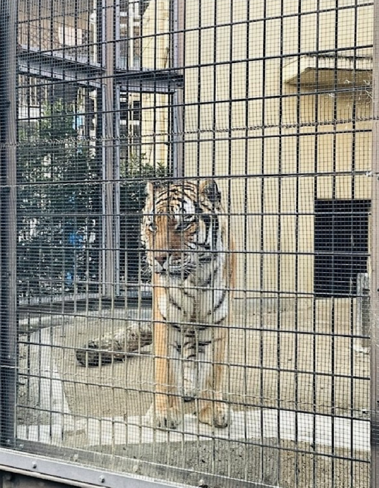 猫语翻译器在日本火了，网友狂喜：“没想到主子在叫我爸。”