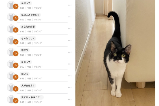 猫语翻译器在日本火了，网友狂喜：“没想到主子在叫我爸。”