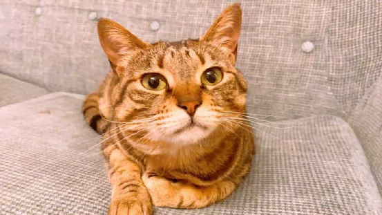 猫语翻译器在日本火了，网友狂喜：“没想到主子在叫我爸。”