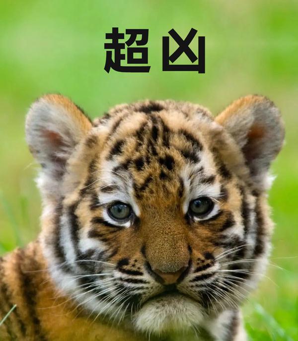 妈!咱家门口站了俩“恶人”