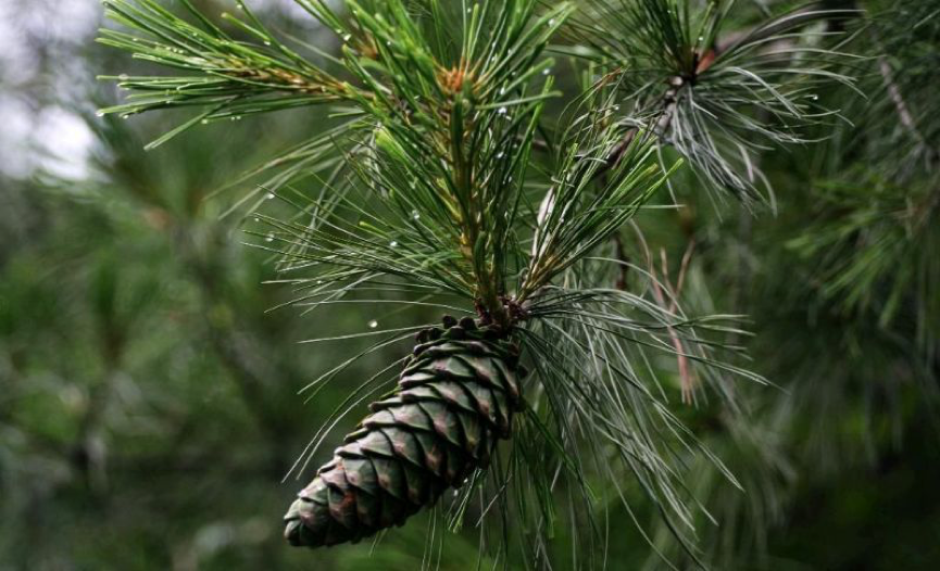 松柏图片「松柏树的图片」