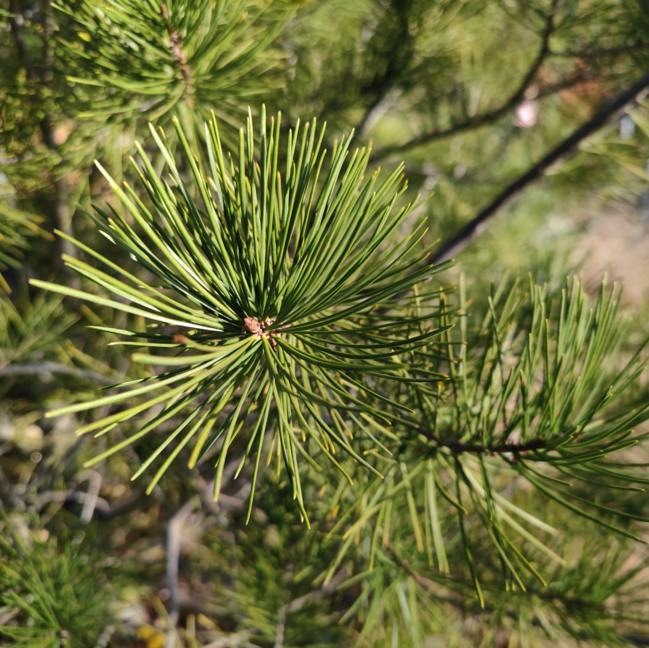 白皮松油松松科松属的树种是松树中的正规军,北京园林中最常见的是