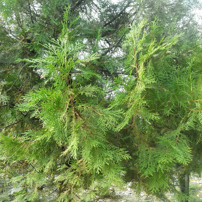 松柏图片「松柏树的图片」