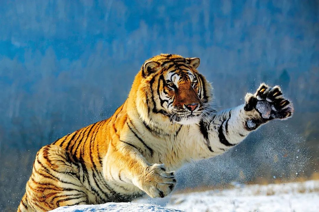 关于老虎的8个冷知识,你知道几个?