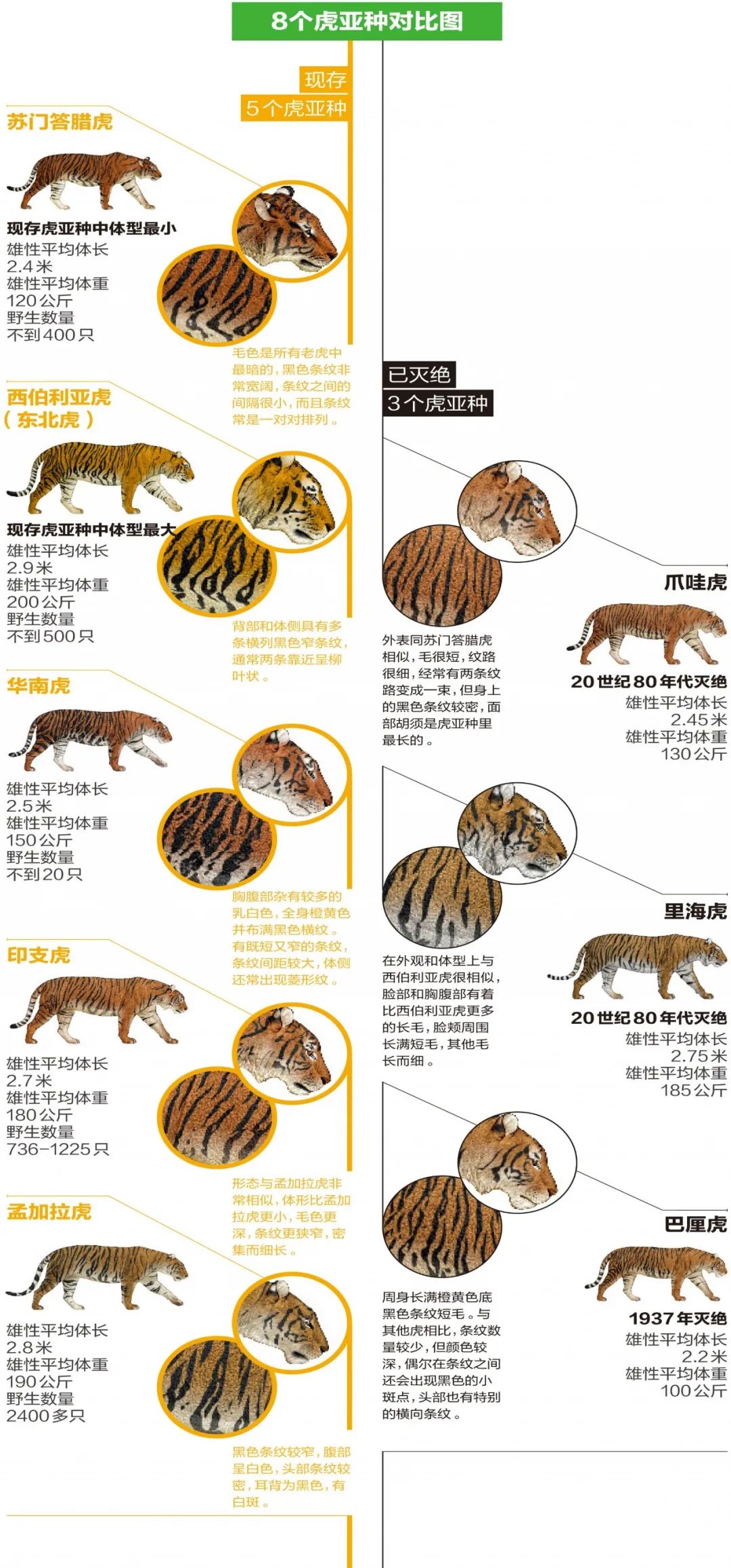 苏门答腊虎的资料图片
