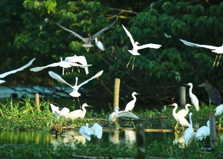 世界湿地日，快去打卡江苏7个国家城市湿地公园