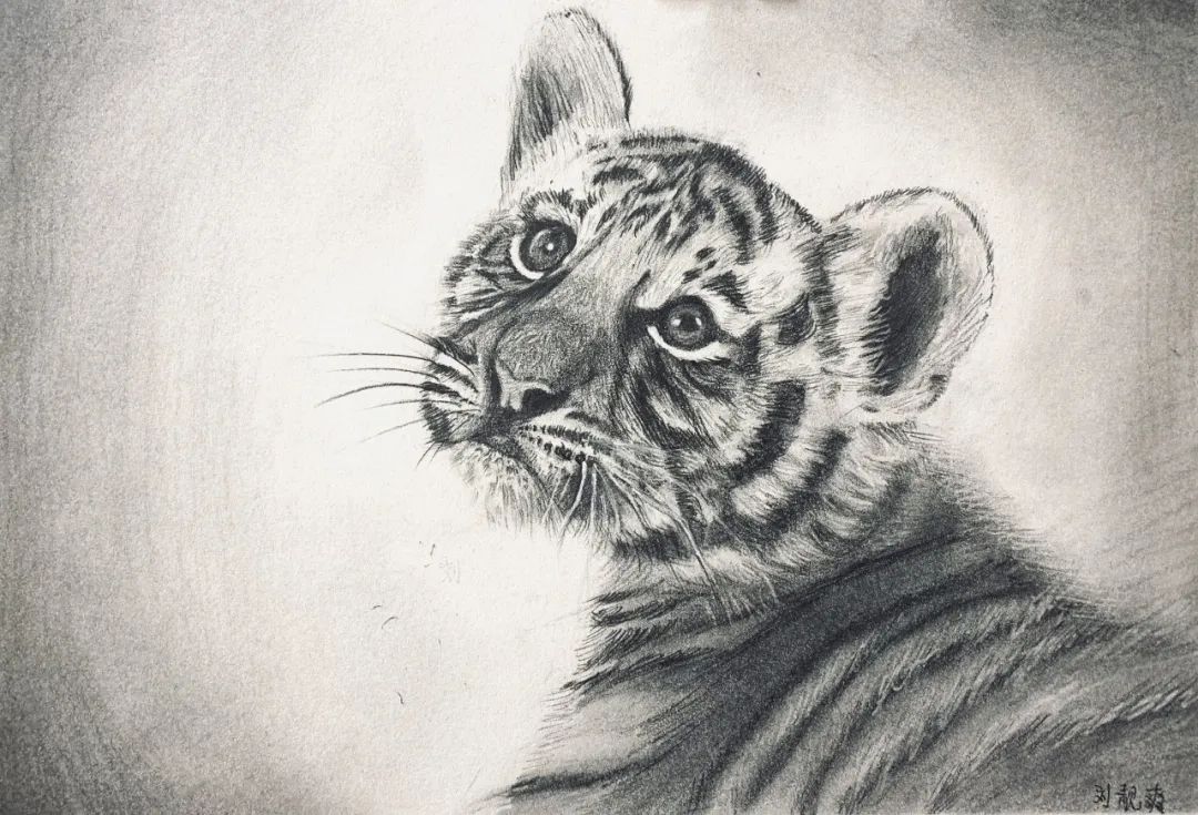 老虎素描画图片大全(虎图贺岁) - 赤虎壹号