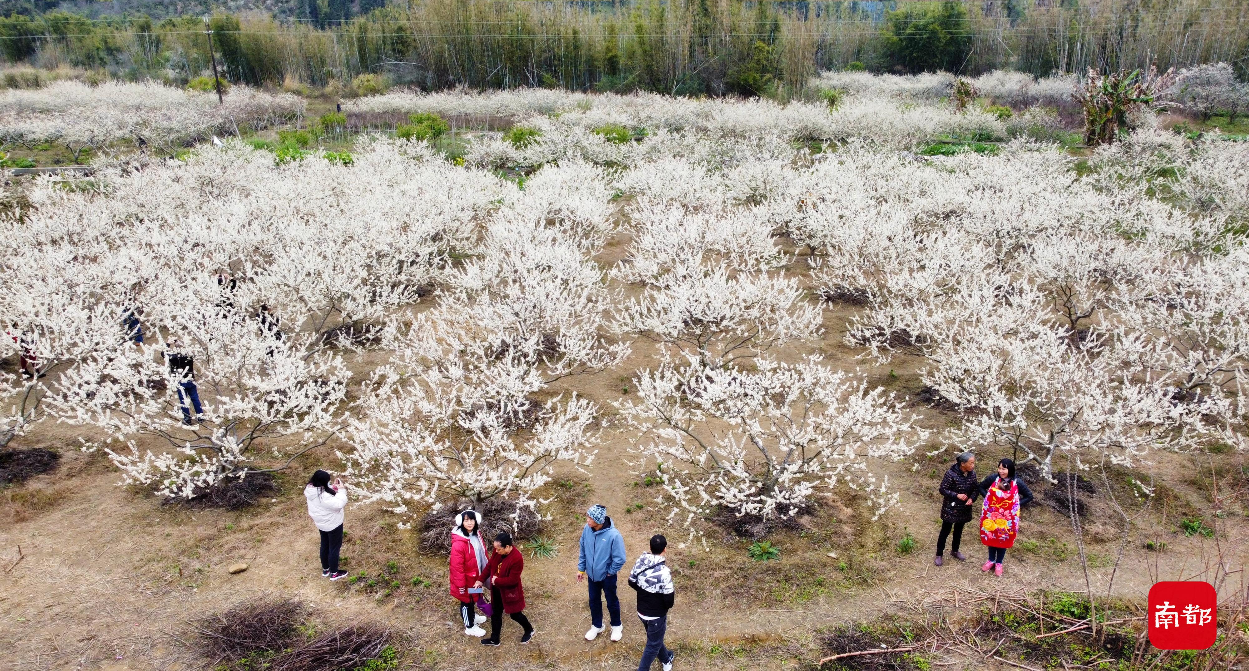 广州过年哪里好玩(春节已到尾期，广州这片壮美的“桃花源”你去了吗？)