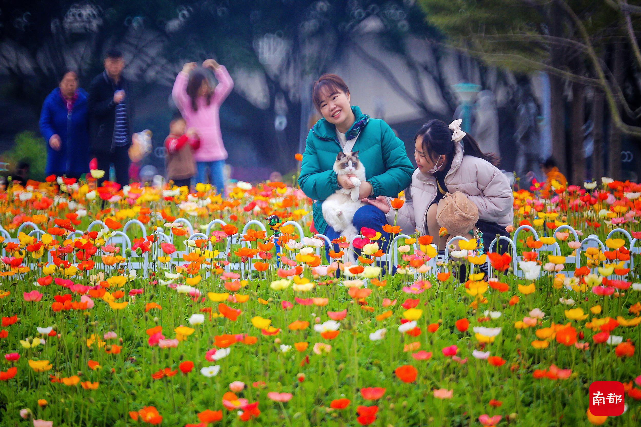 广州过年哪里好玩(春节已到尾期，广州这片壮美的“桃花源”你去了吗？)