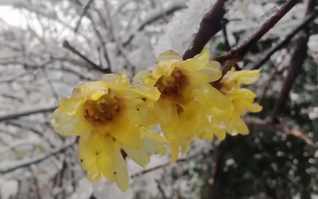 不骗你,工大这次被暴雪刷白了↑↑↑