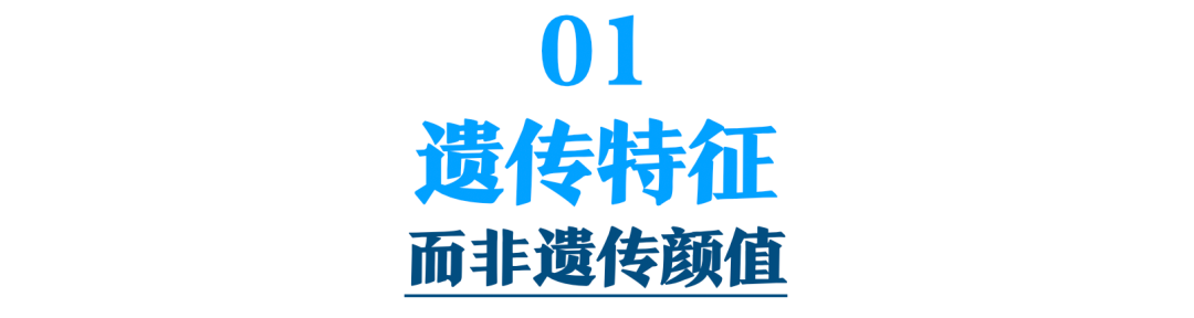 上帝旨在依靠自己。你怎么看起来更好？我想做一个美丽的下一代，我找不到一个英俊的兄弟