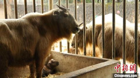 杭州野生动物世界迎虎年首只国宝金毛羚牛