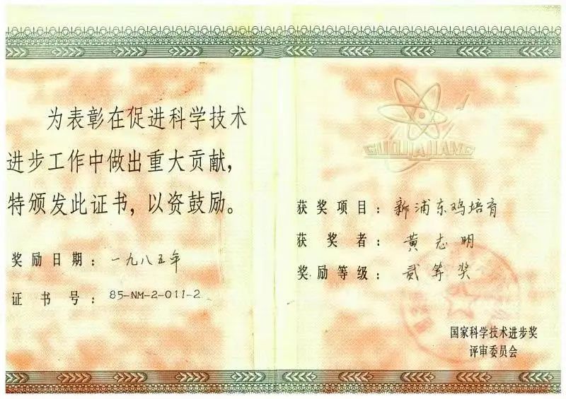 什么是肉雞,