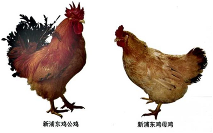 什么是肉雞,