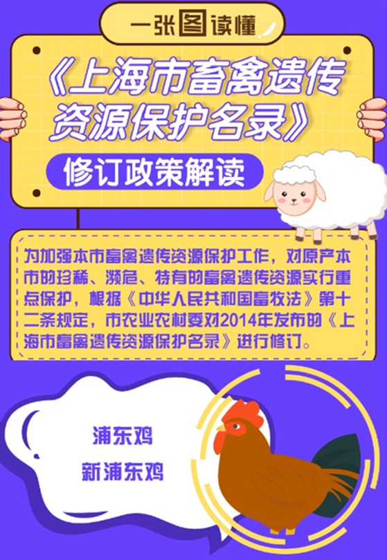 什么是肉雞,