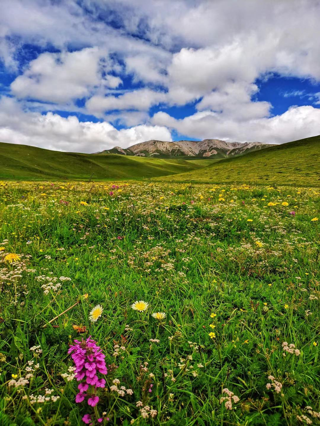花开天府 安逸四川丨阿坝，满足你对童话世界的所有想象！