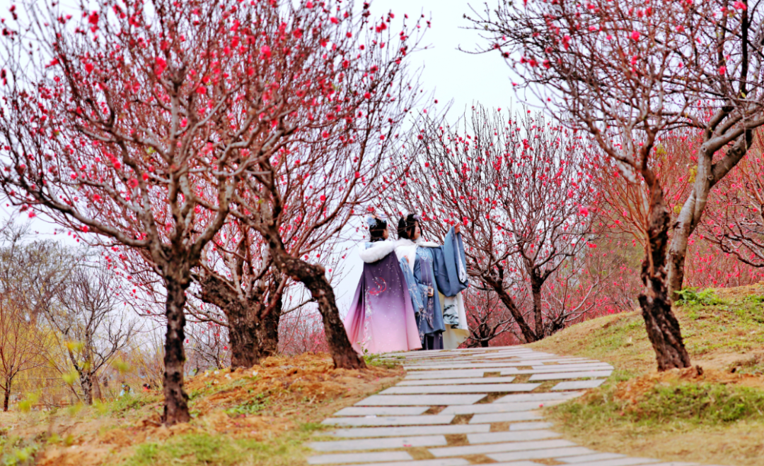 春风十里，不如这里的一树红雨！一年好景随春至，桃花盛开正当时！
