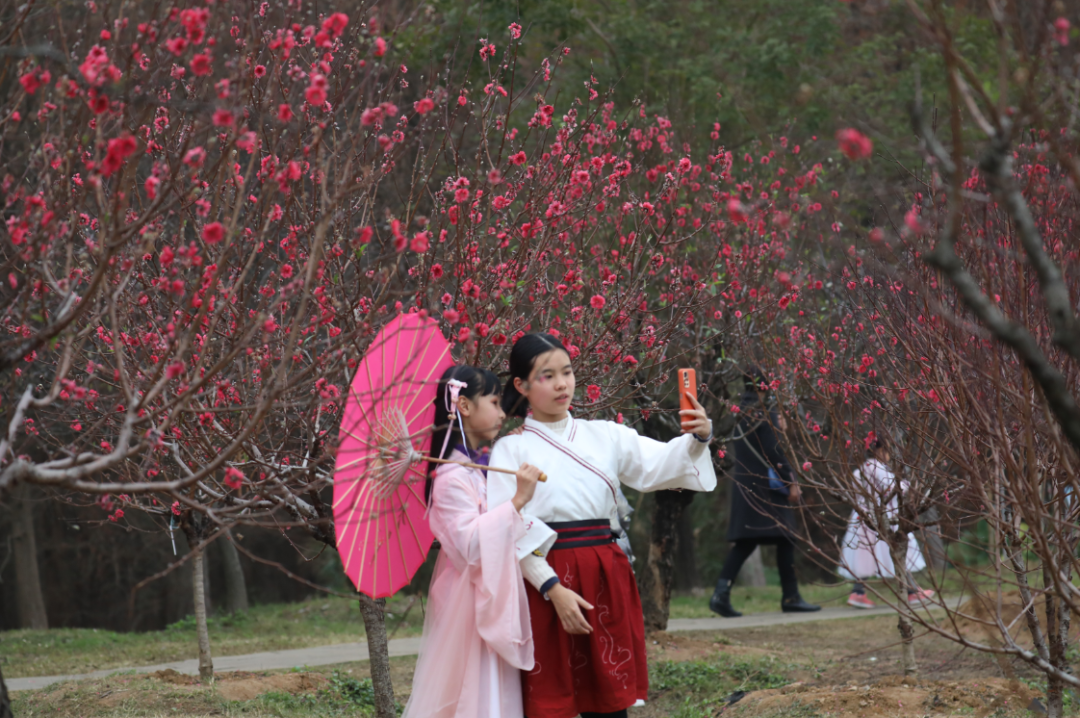 春风十里，不如这里的一树红雨！一年好景随春至，桃花盛开正当时！