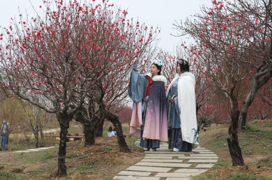 春风十里，不如这里的一树红雨！一年好景随春至，桃花盛开正当时！