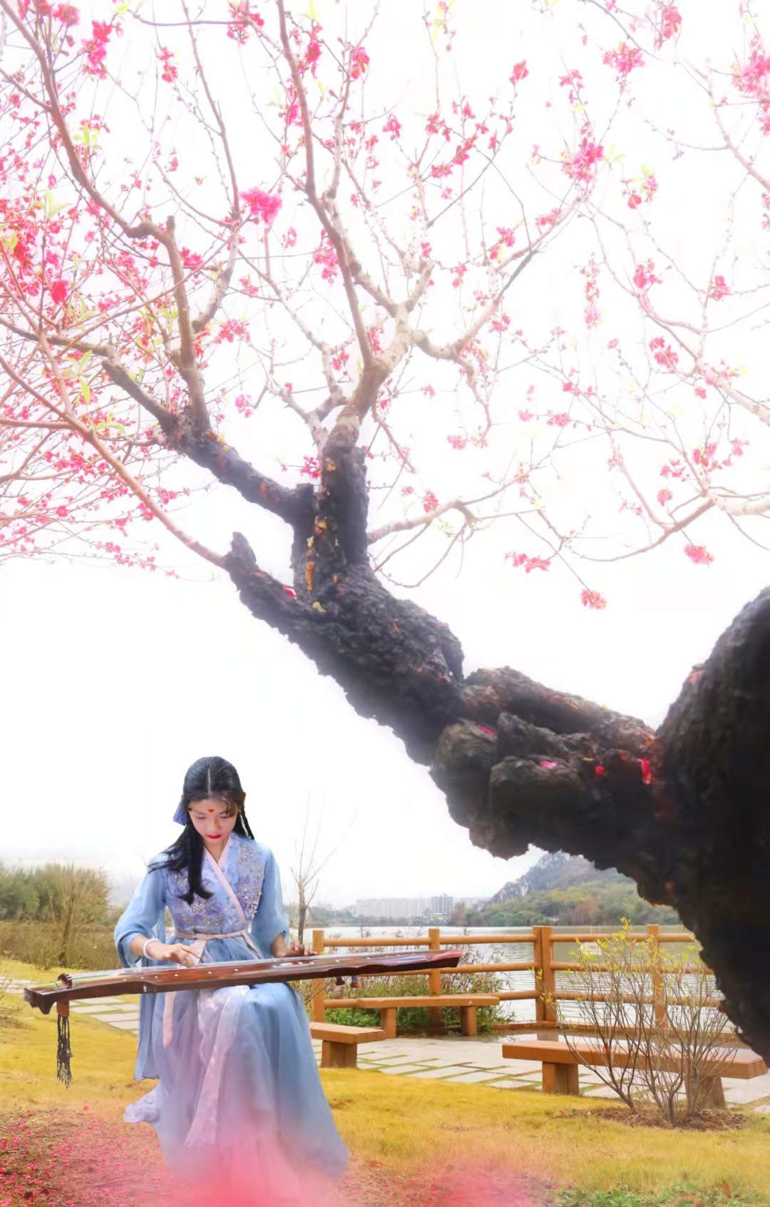 春风十里，不如这里的一树红雨！一年好景随春至，桃花盛开正当时！