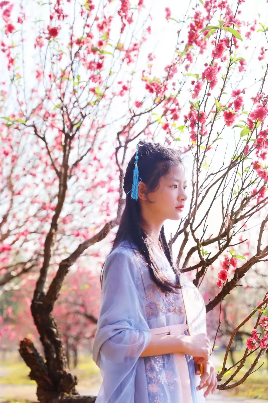 春风十里，不如这里的一树红雨！一年好景随春至，桃花盛开正当时！