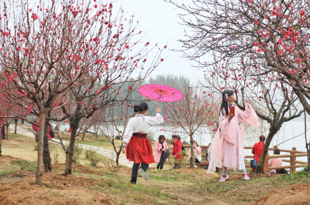 春风十里，不如这里的一树红雨！一年好景随春至，桃花盛开正当时！