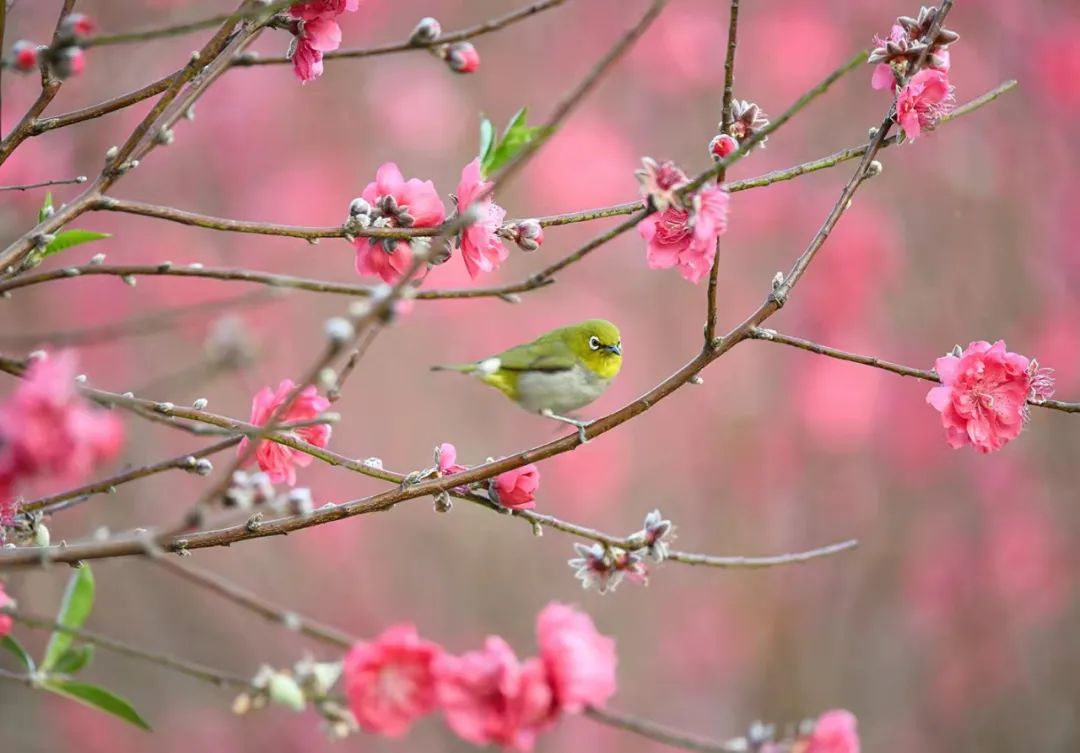 春风十里，不如这里的一树红雨！一年好景随春至，桃花盛开正当时！