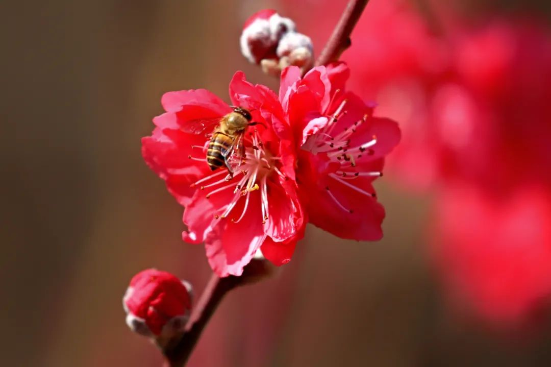 春风十里，不如这里的一树红雨！一年好景随春至，桃花盛开正当时！
