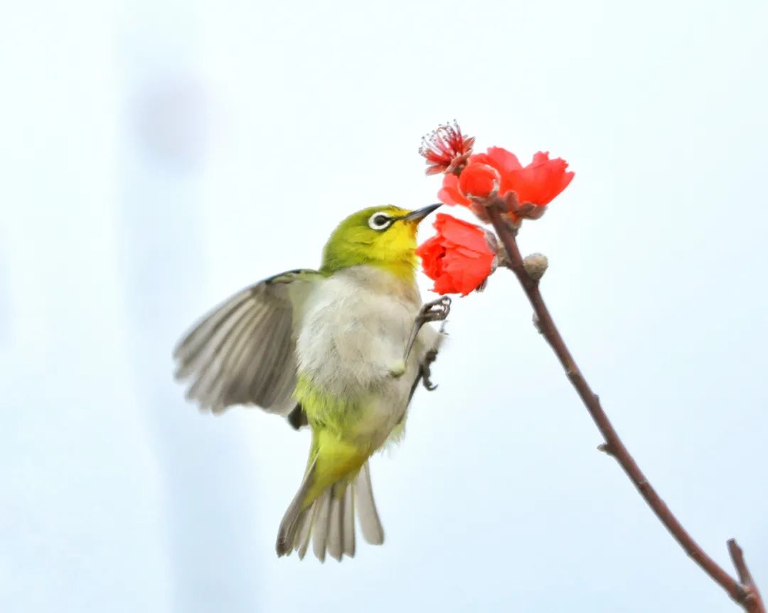 春风十里，不如这里的一树红雨！一年好景随春至，桃花盛开正当时！