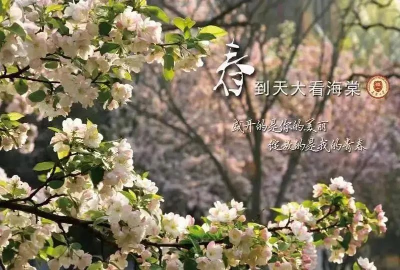 岁和景新，天大的海棠在等你 ——海棠季明信片与文创作品征集