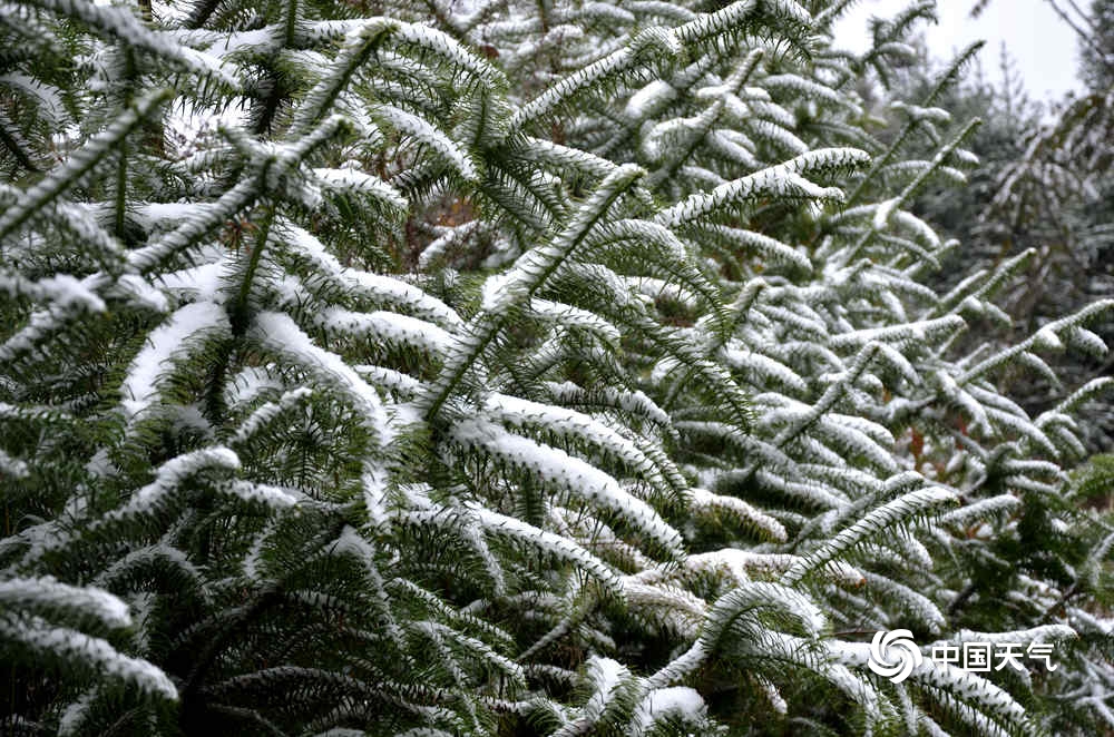 银装素裹！百色隆林乡村下雪了 银装,银装素裹,素裹,百色,隆林