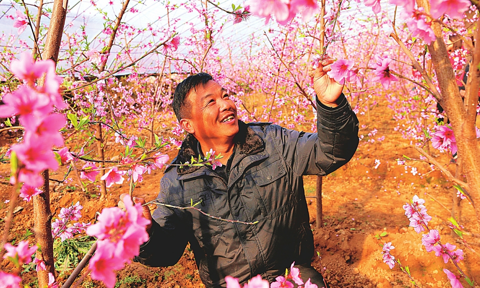 夏县：春风徐来桃花开