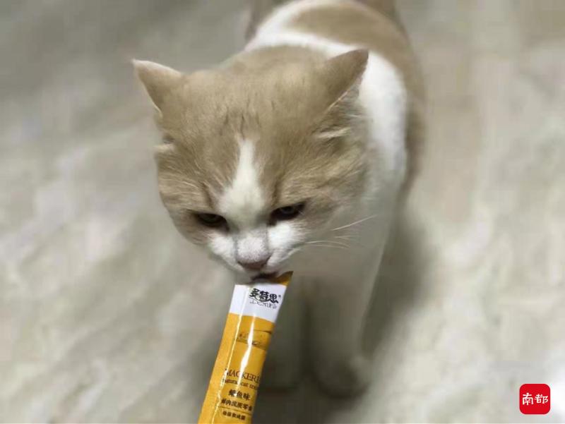 上门宠物服务受热捧！广州女孩春节上门铲猫屎挣到一个月工资