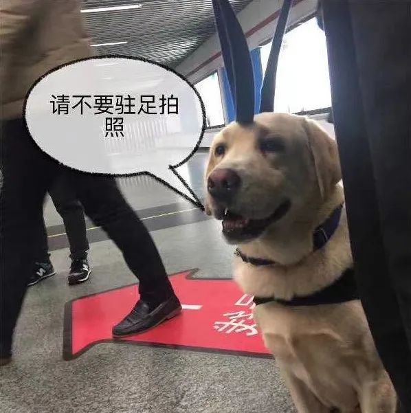 要当网红18年就退役了(“网红”警犬退役，网友最关心一个问题，民警回应了)