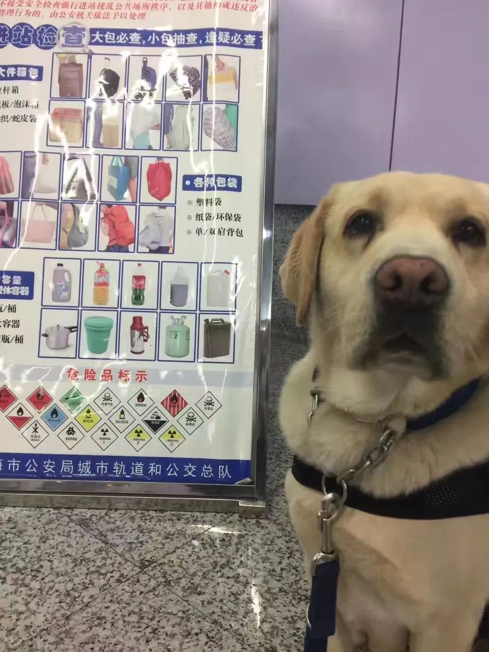 要当网红18年就退役了(“网红”警犬退役，网友最关心一个问题，民警回应了)