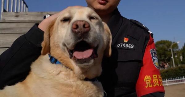 网红警犬“生米”退役了，带它10年的训导员说：“养你一辈子”