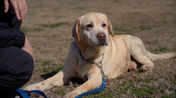 网红警犬“生米”退役了，带它10年的训导员说：“养你一辈子”
