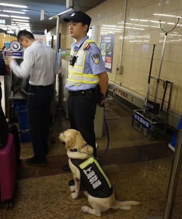网红警犬“生米”退役了，带它10年的训导员说：“养你一辈子”