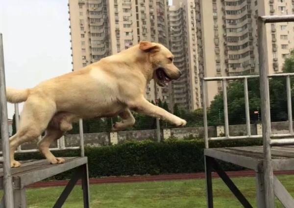 网红警犬“生米”退役了，带它10年的训导员说：“养你一辈子”