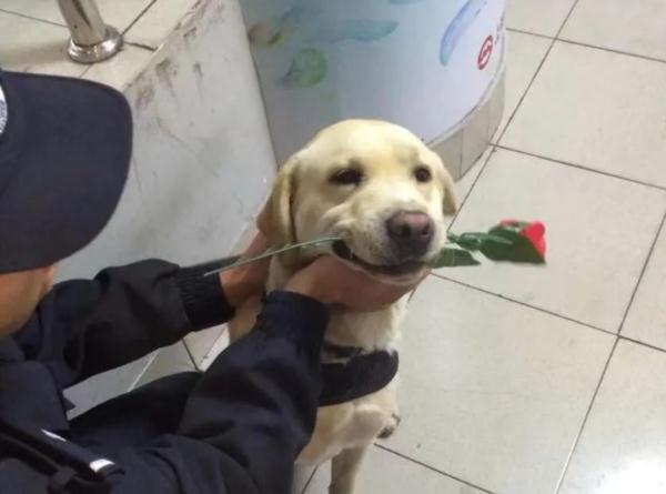 网红警犬“生米”退役了，带它10年的训导员说：“养你一辈子”